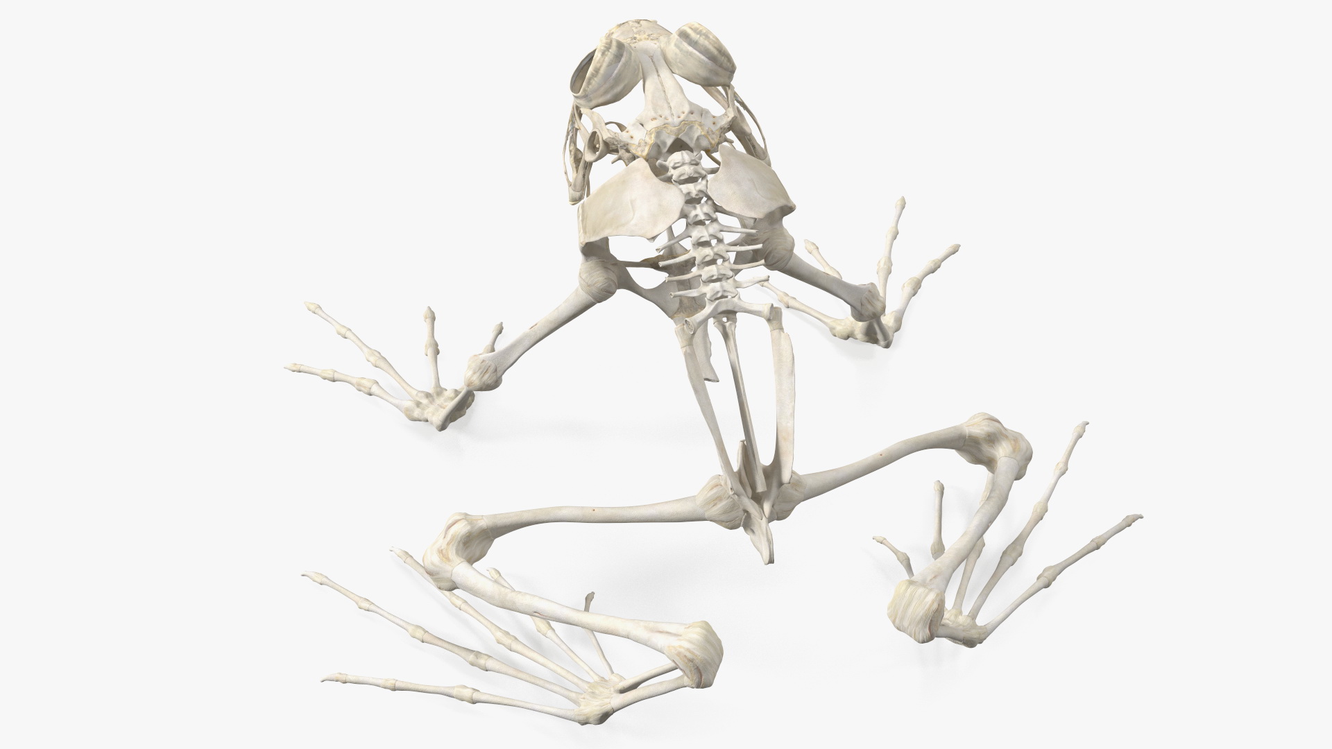 3D Frog Skeleton model