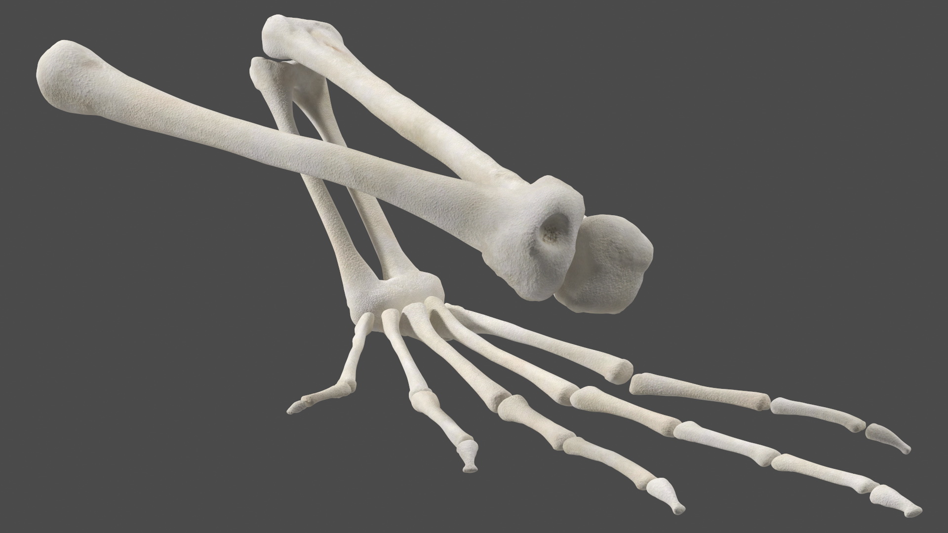 3D Frog Skeleton model