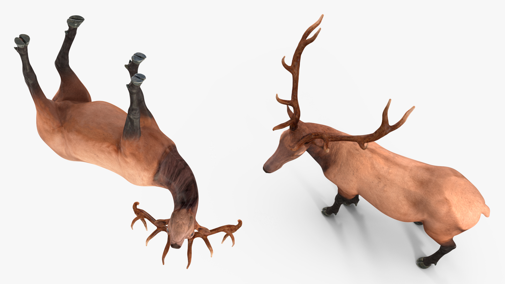 Elk Standing Pose 3D