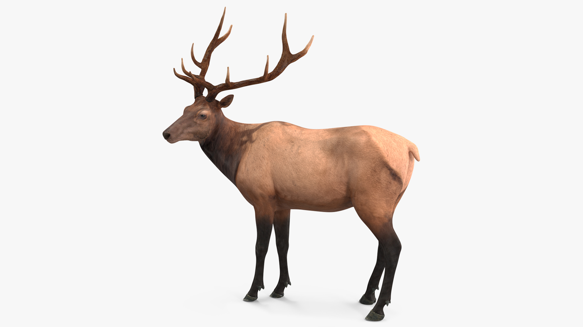 Elk Standing Pose 3D