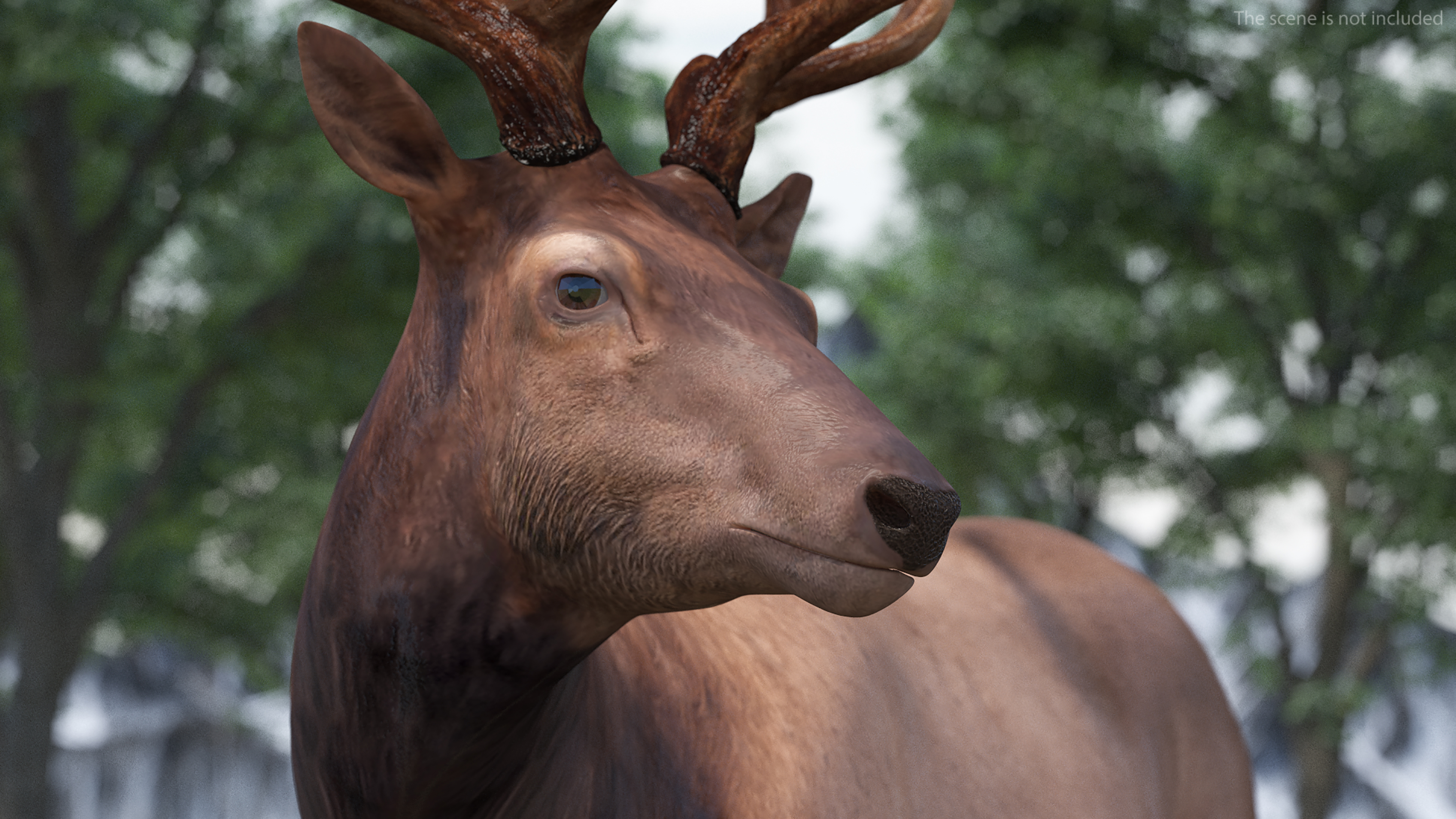 Elk Standing Pose 3D