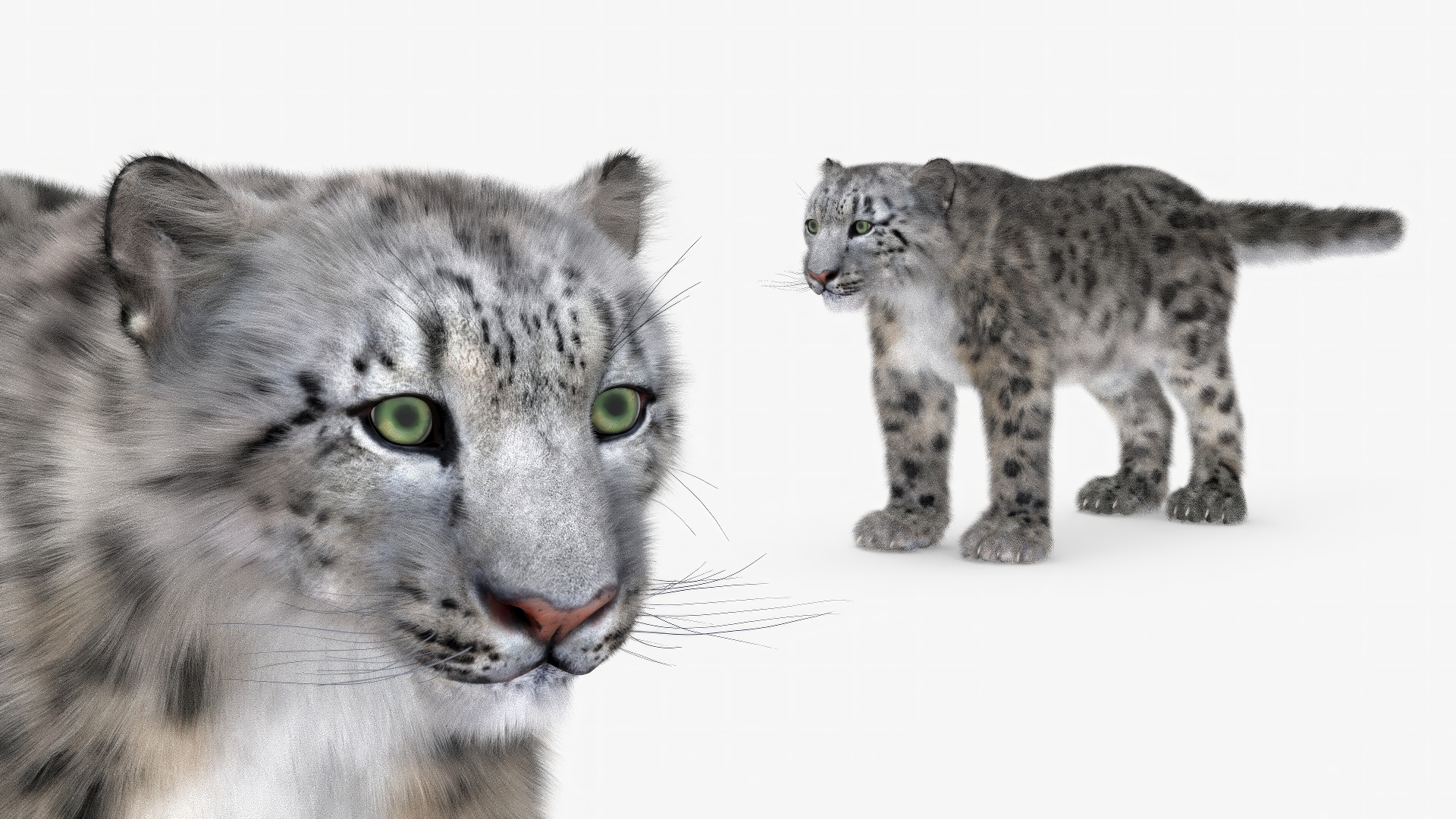 3D Snow Leopard Fur Rigged model