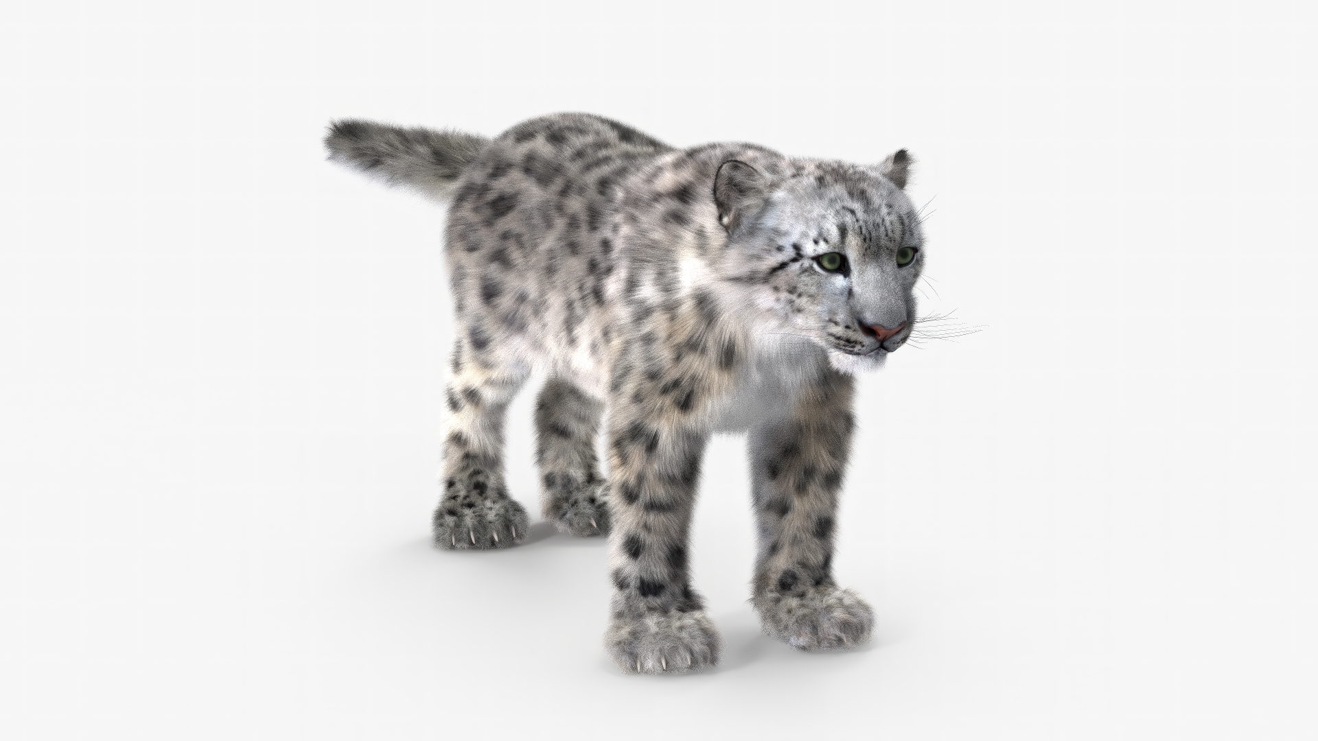 3D Snow Leopard Fur Rigged model