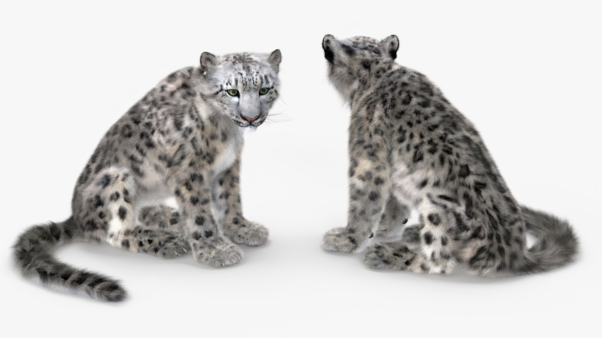 3D Snow Leopard Fur Rigged model