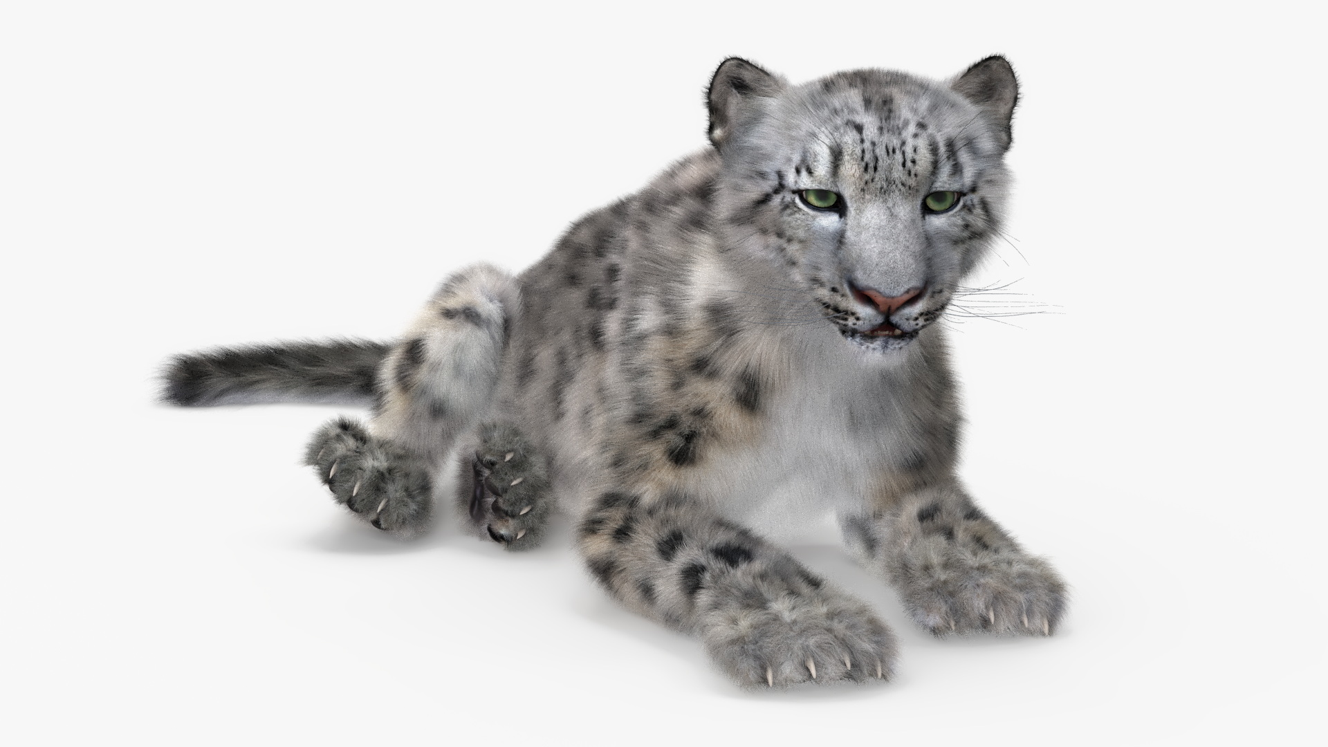 3D Snow Leopard Fur Rigged model