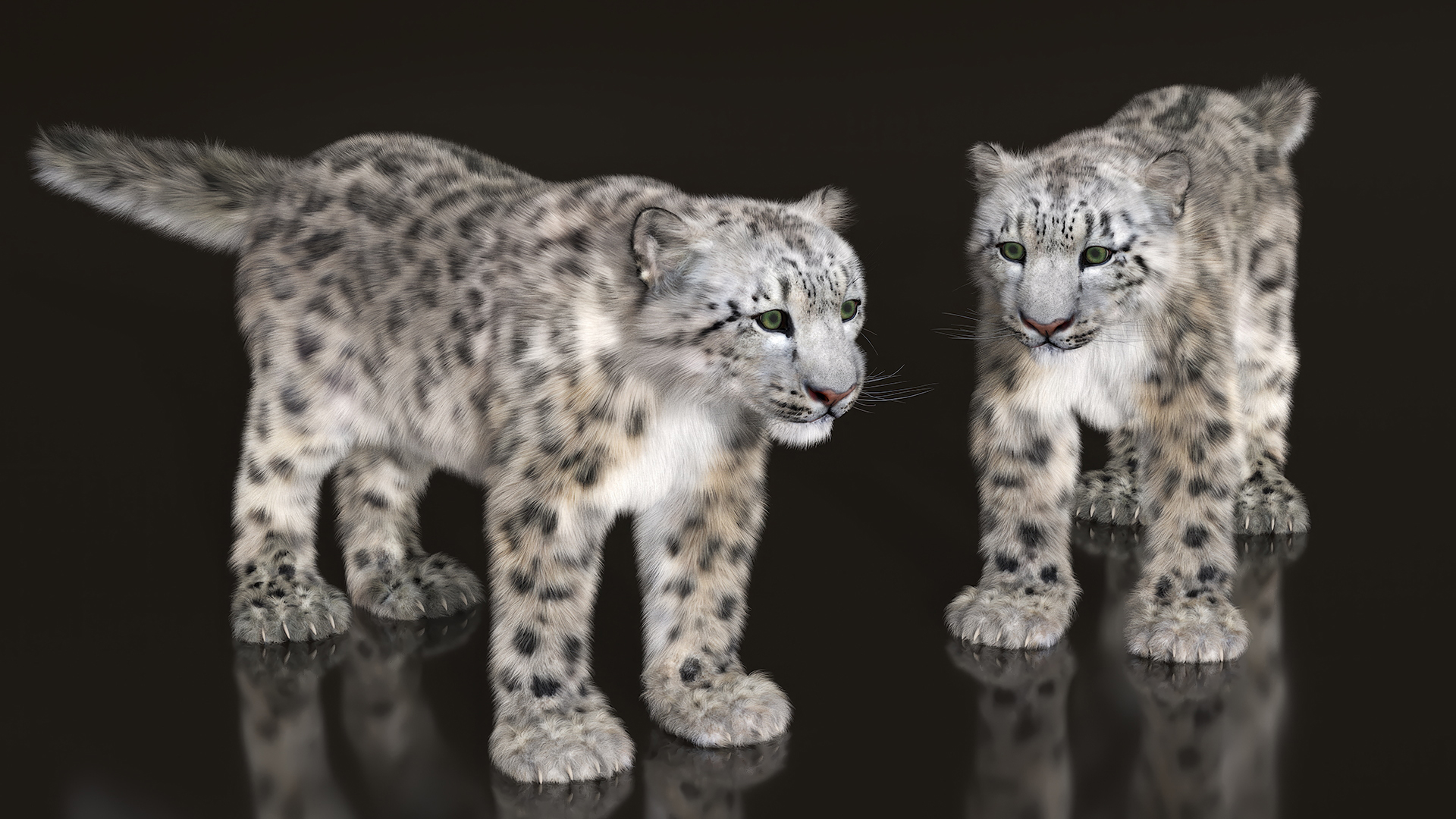 3D Snow Leopard Fur Rigged model