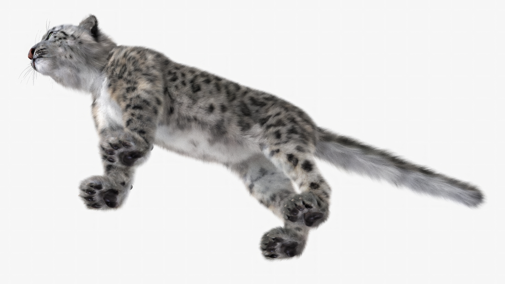 3D Snow Leopard Fur Rigged model