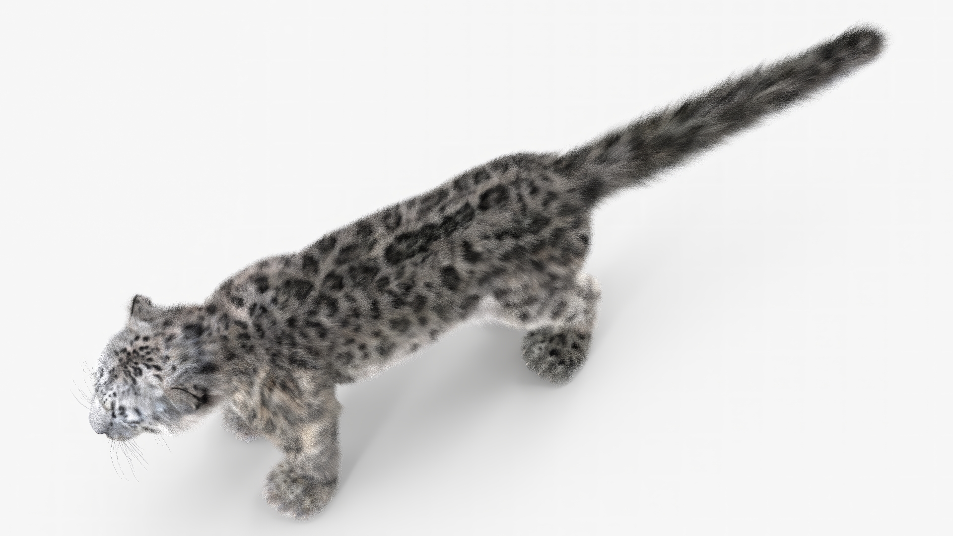 3D Snow Leopard Fur Rigged model