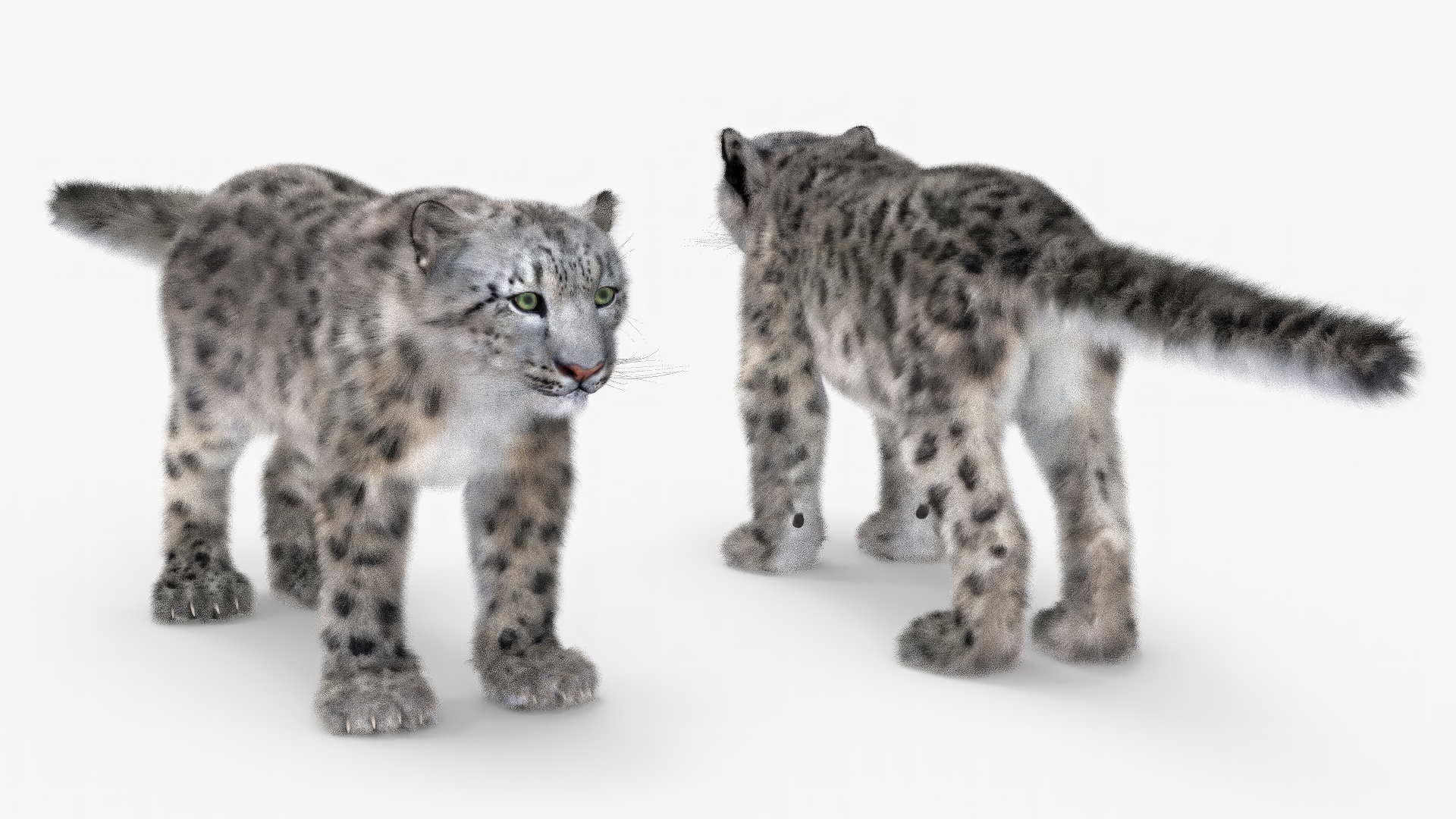 3D Snow Leopard Fur Rigged model