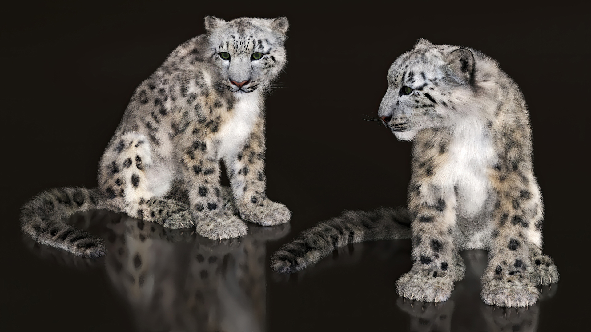 3D Snow Leopard Fur Rigged model