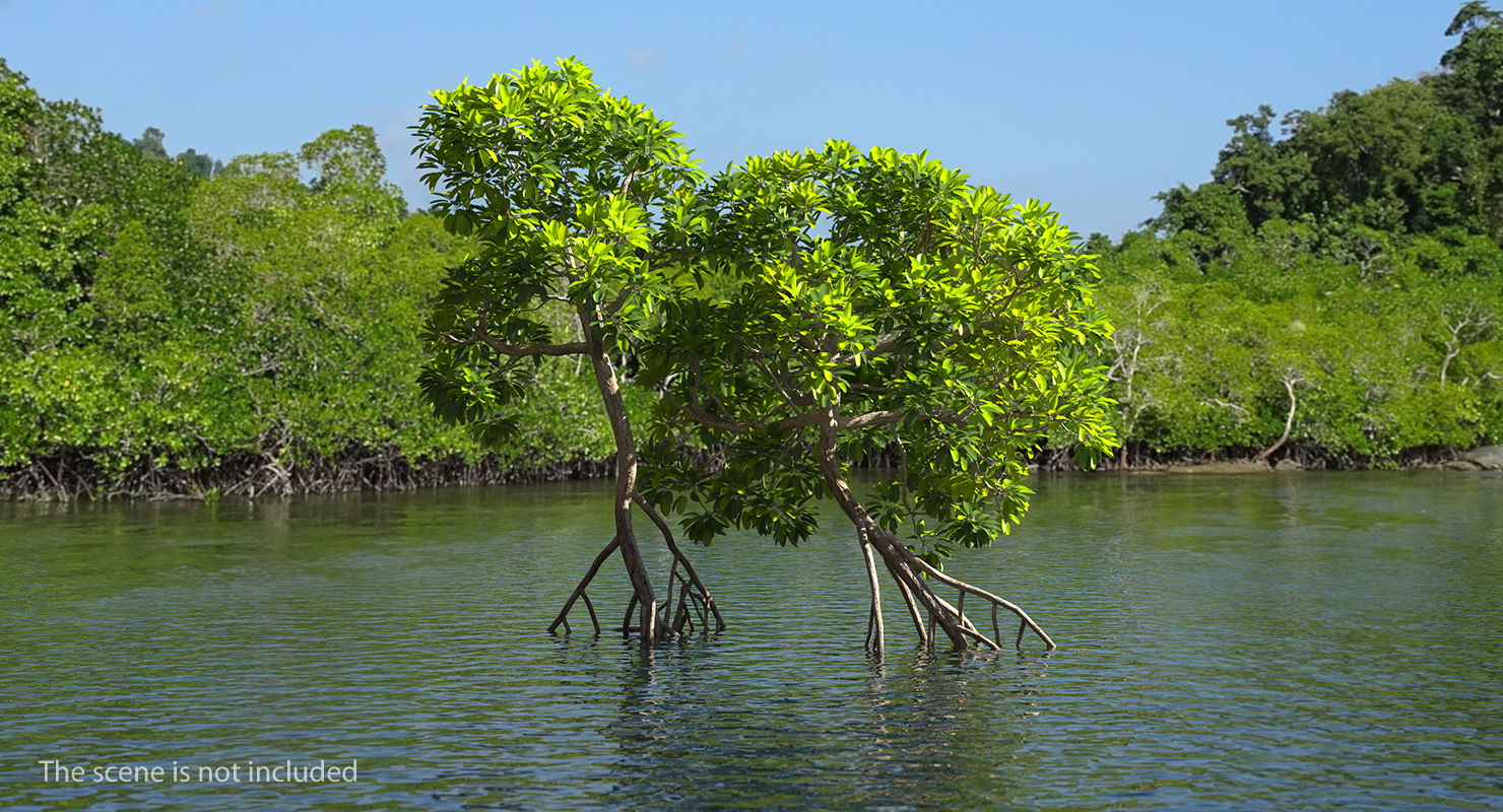 Mangrove Trees 3D model