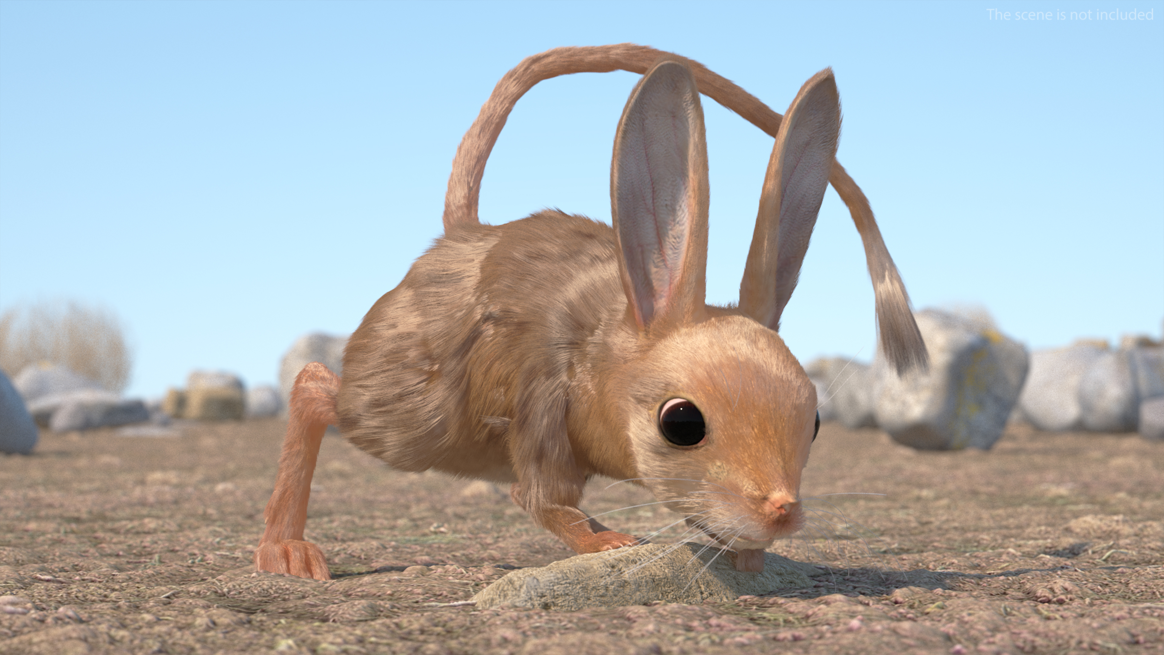 Jerboa Rigged Fur 3D