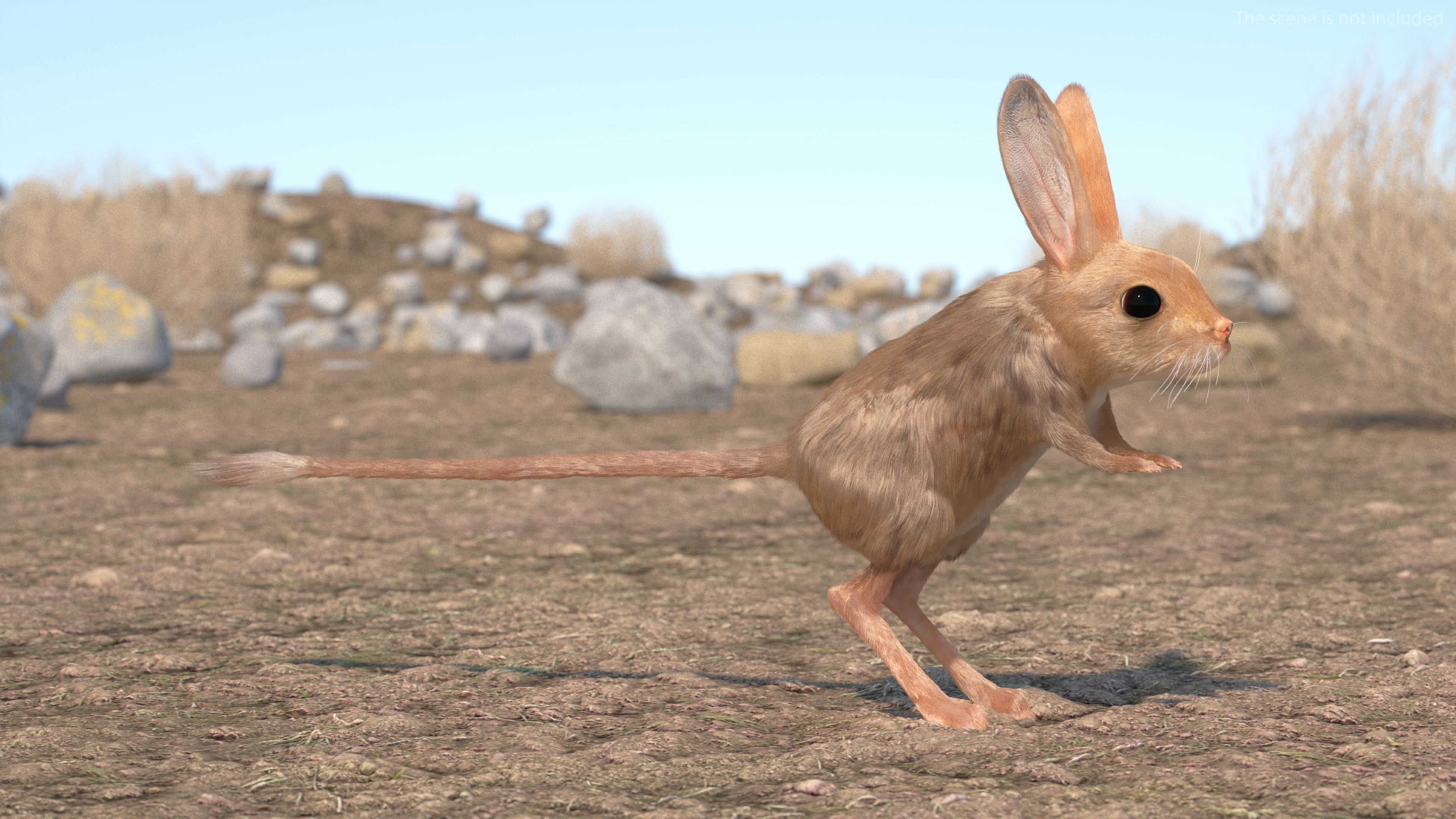 Jerboa Rigged Fur 3D