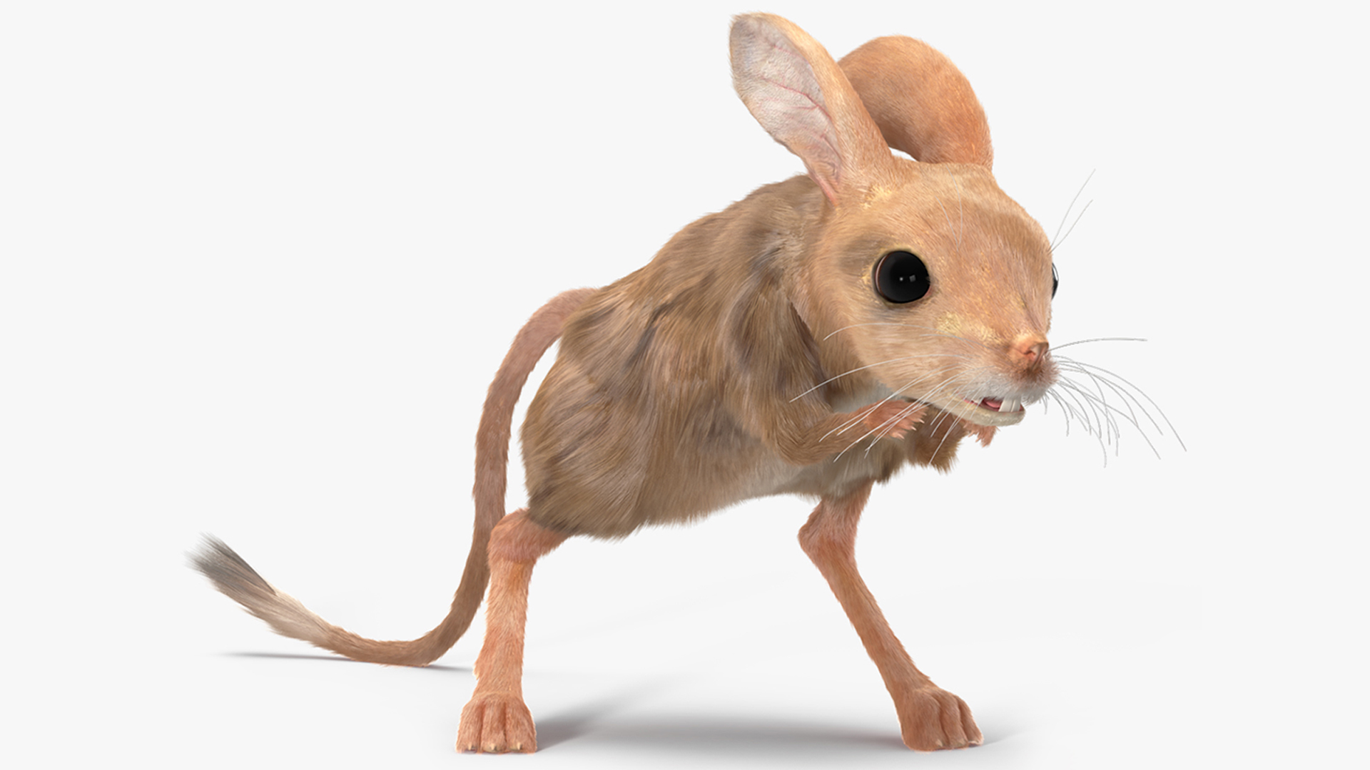 Jerboa Rigged Fur 3D