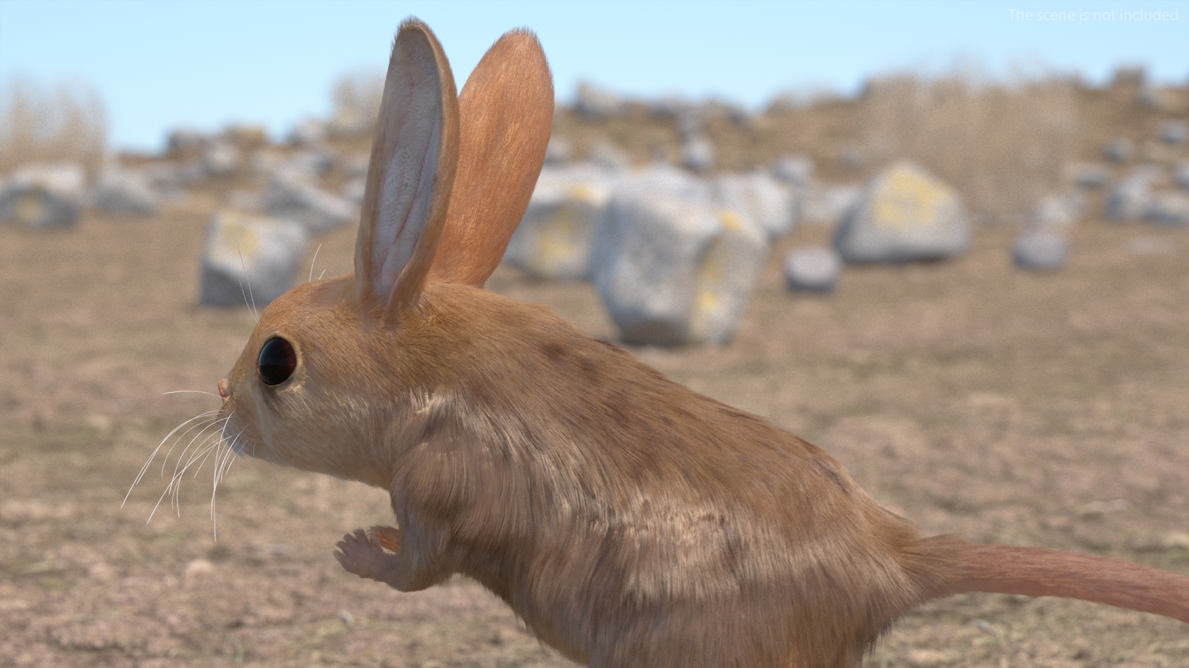 Jerboa Rigged Fur 3D