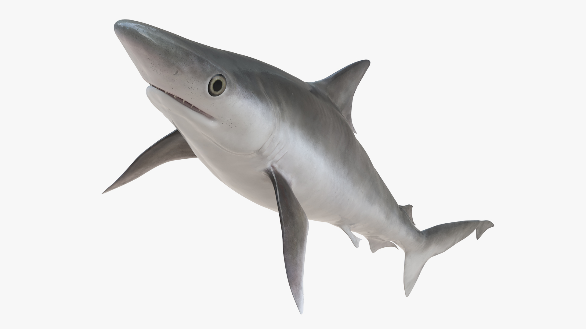 3D Oceanic Milk Shark model