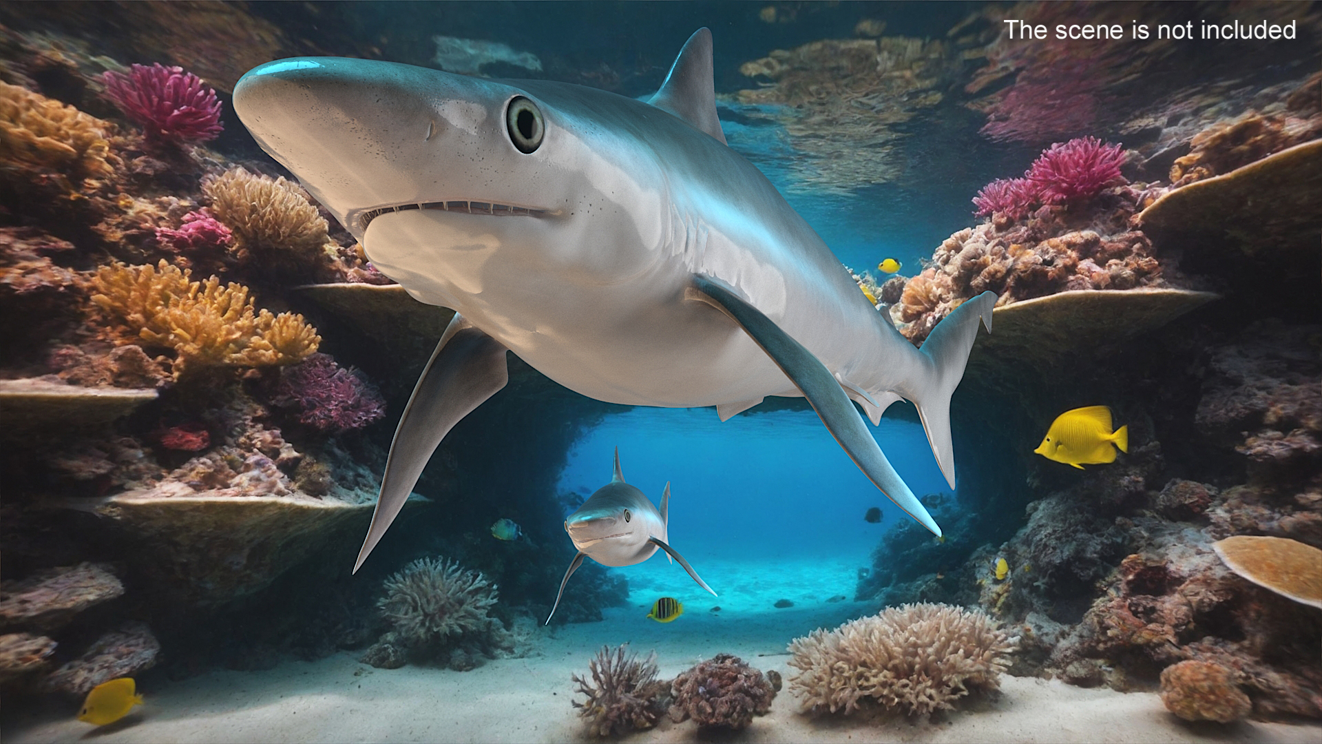 3D Oceanic Milk Shark model