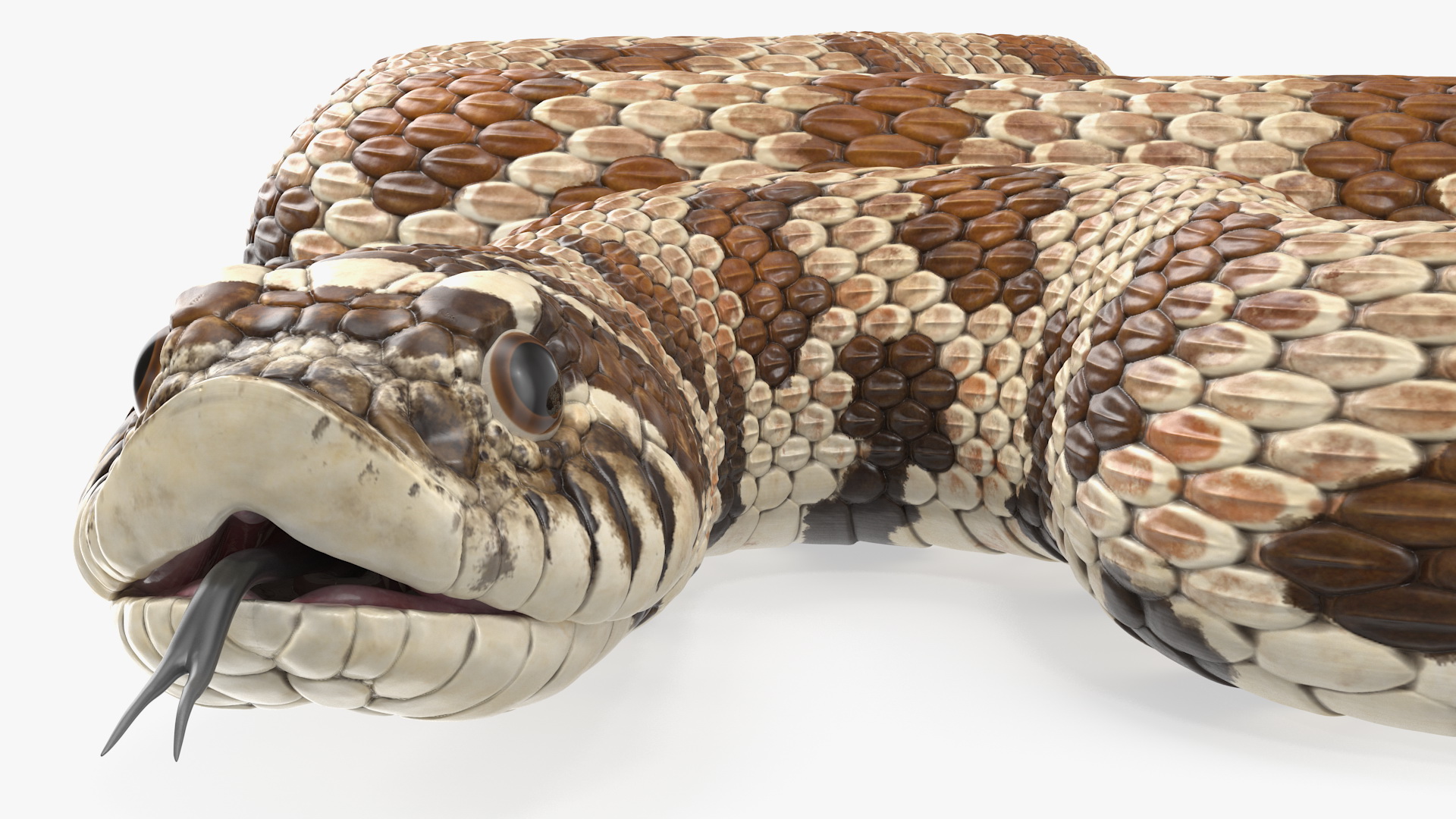 3D Brown Hognose Snake Rigged