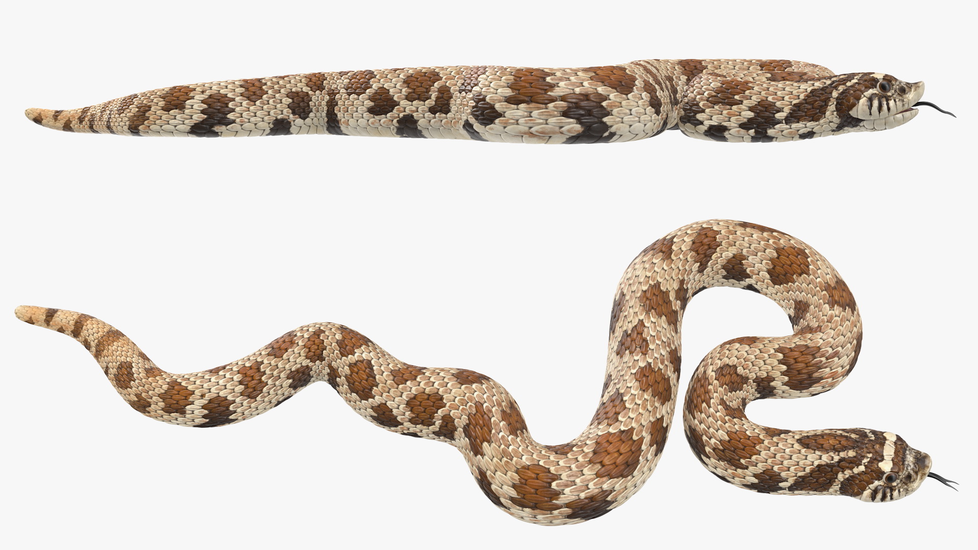 3D Brown Hognose Snake Rigged