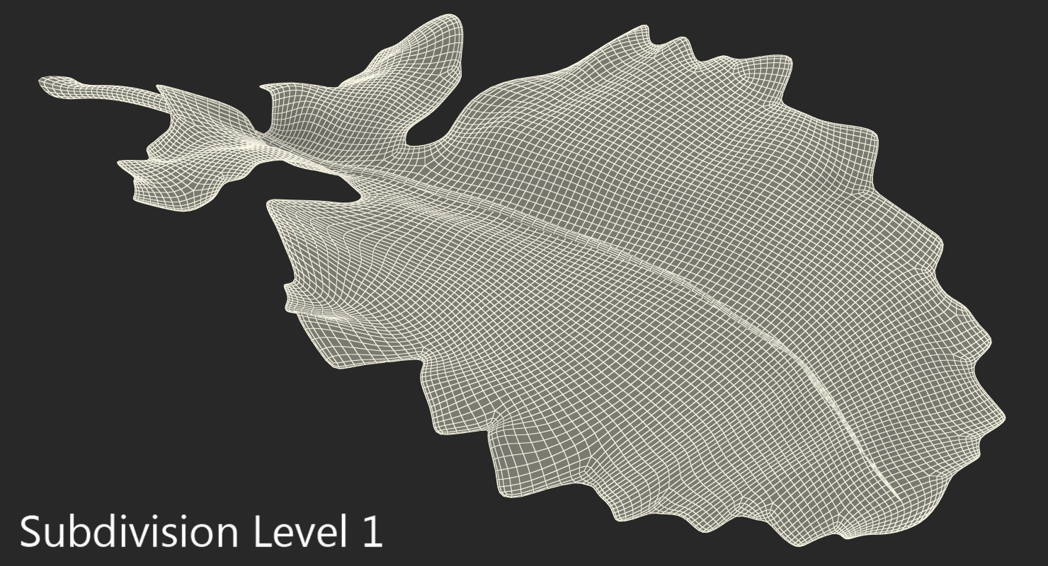 3D Kohlrabi Leaf model