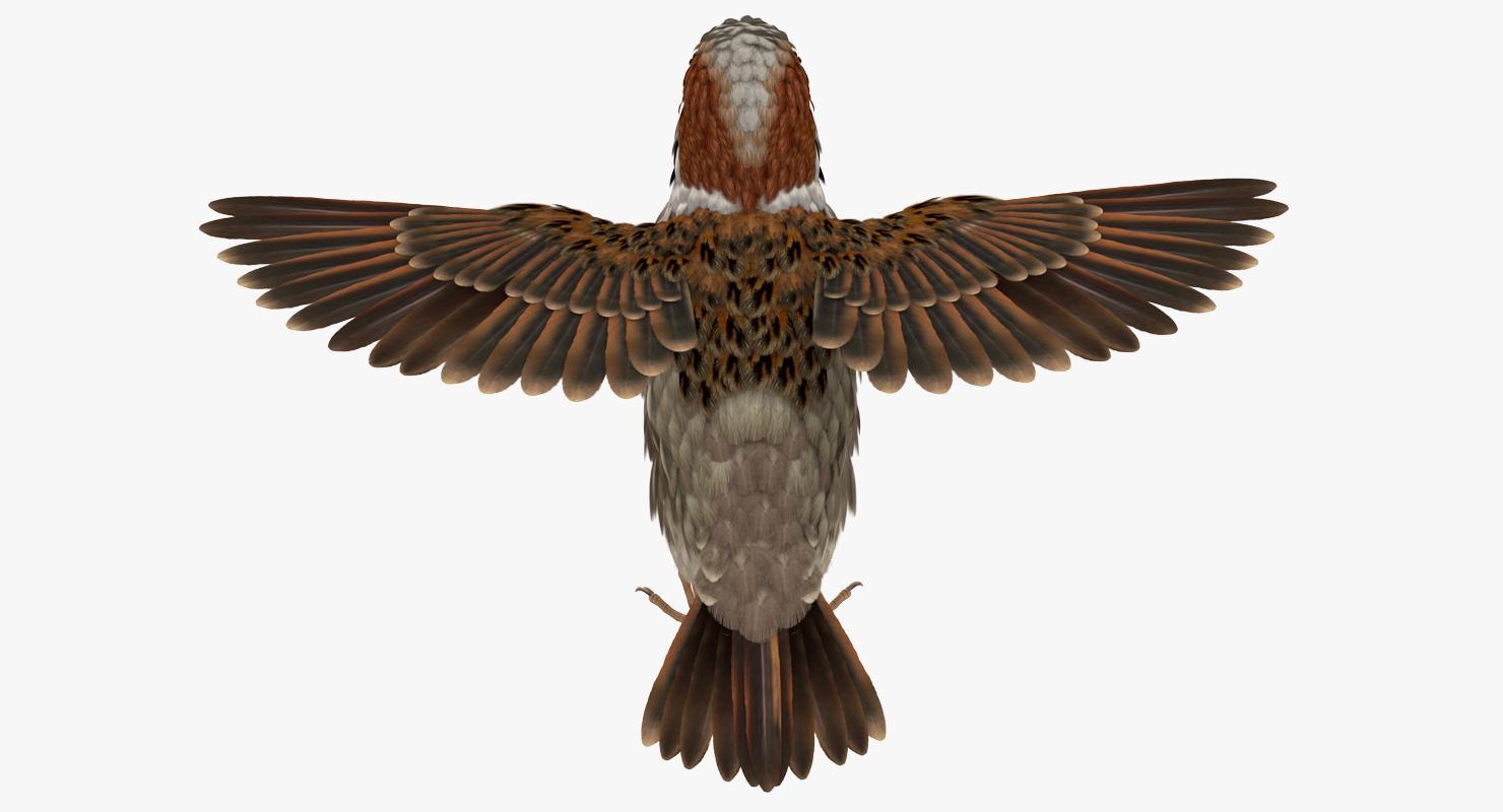 Sparrow T Pose 3D model