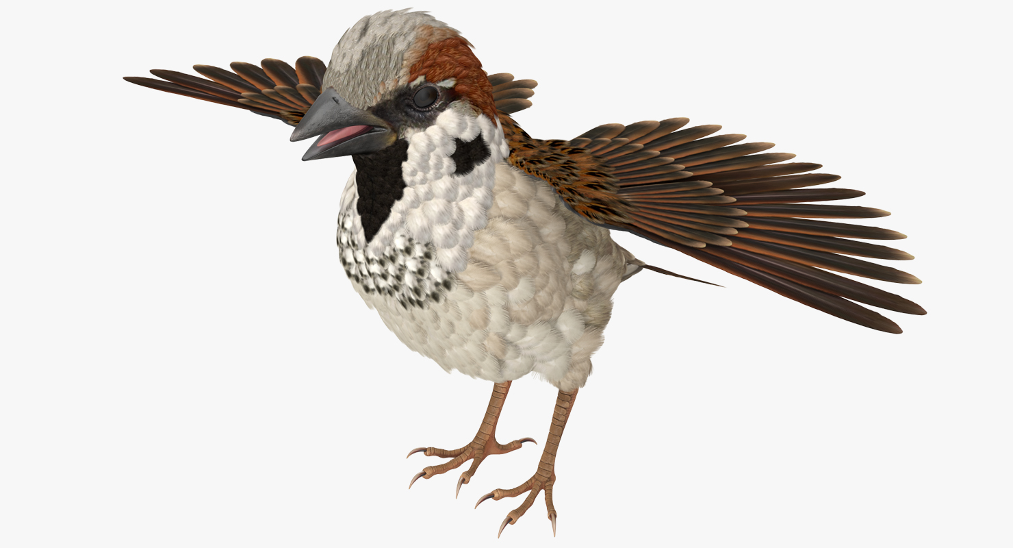 Sparrow T Pose 3D model