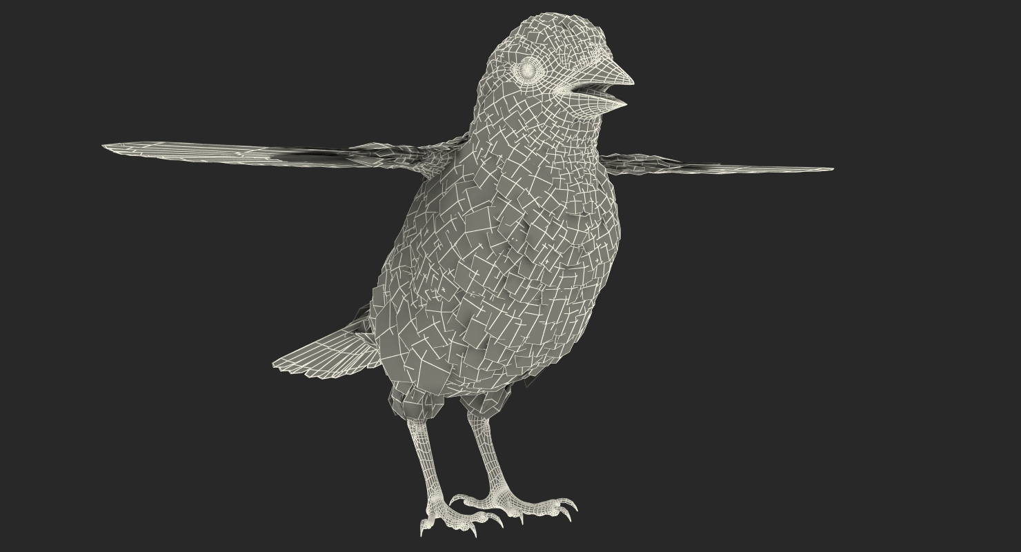 Sparrow T Pose 3D model