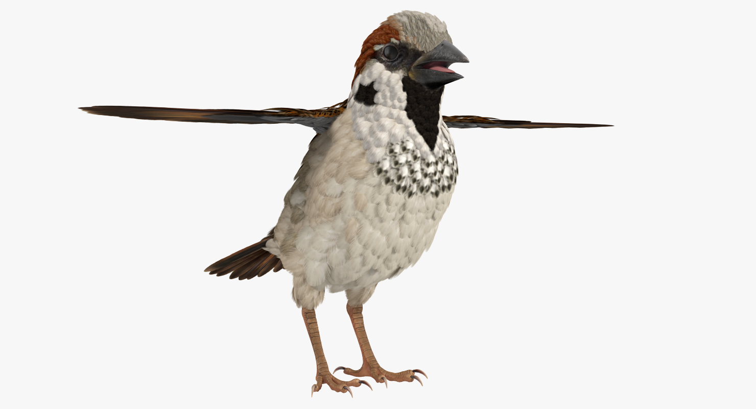 Sparrow T Pose 3D model