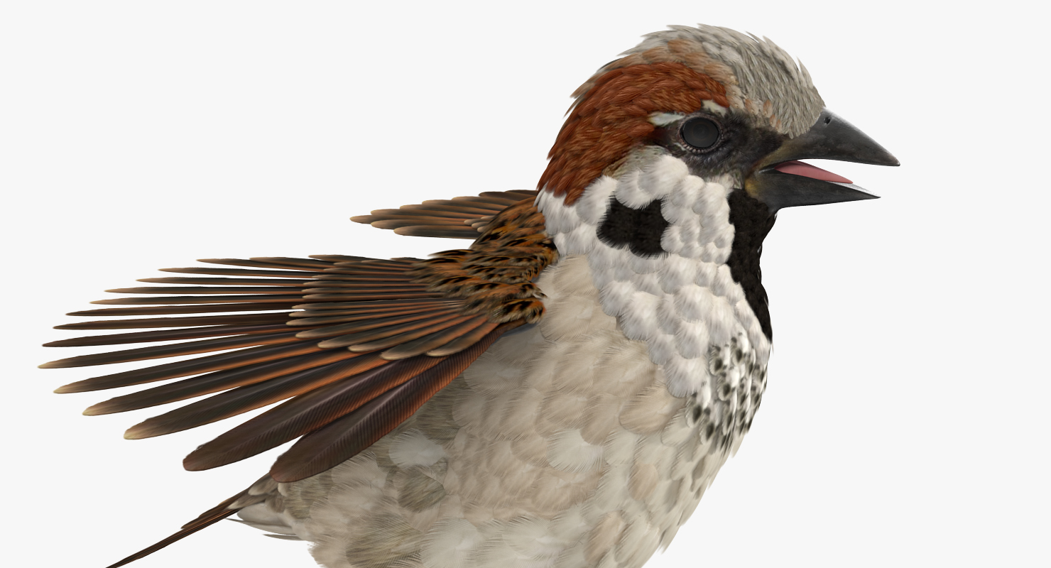 Sparrow T Pose 3D model