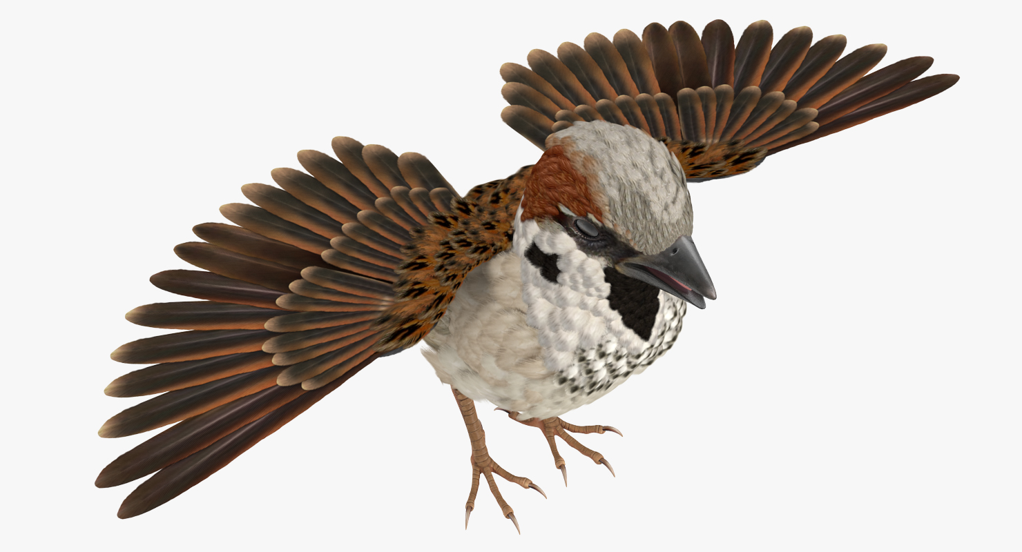 Sparrow T Pose 3D model