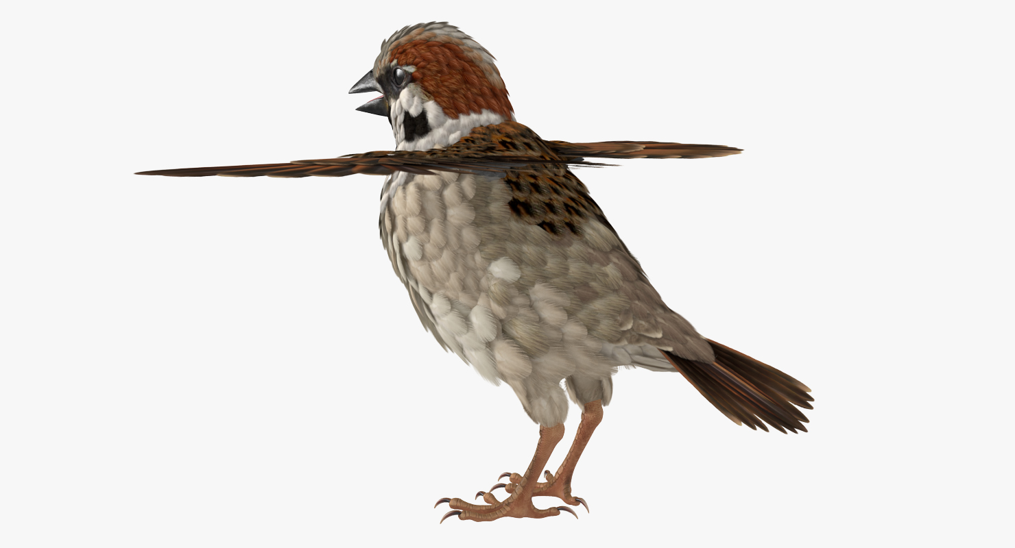 Sparrow T Pose 3D model