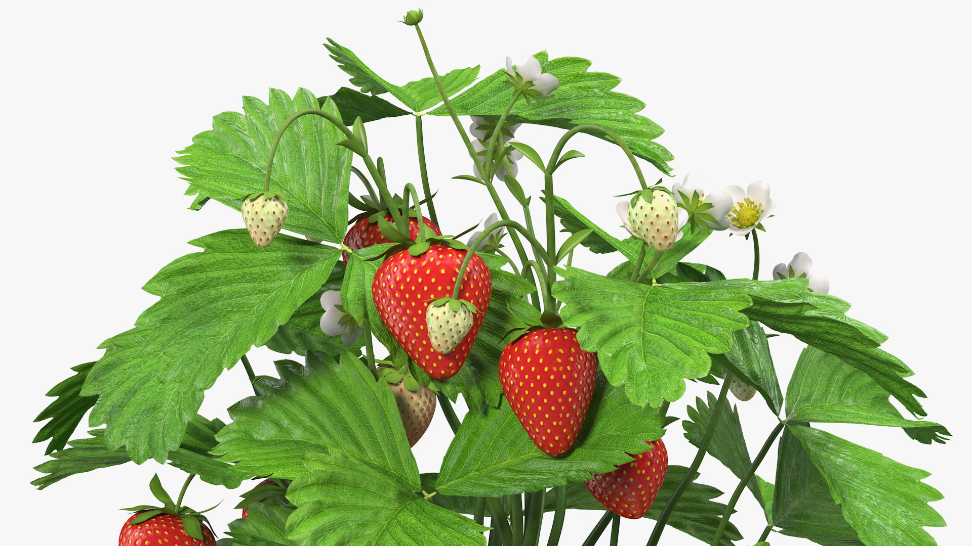 3D model Strawberry Plant with Fruits in Pot