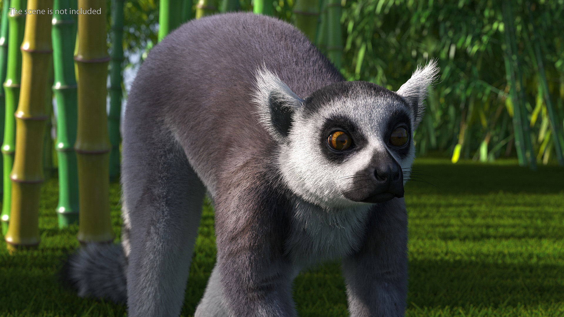 Grey Lemur Walking Fur 3D