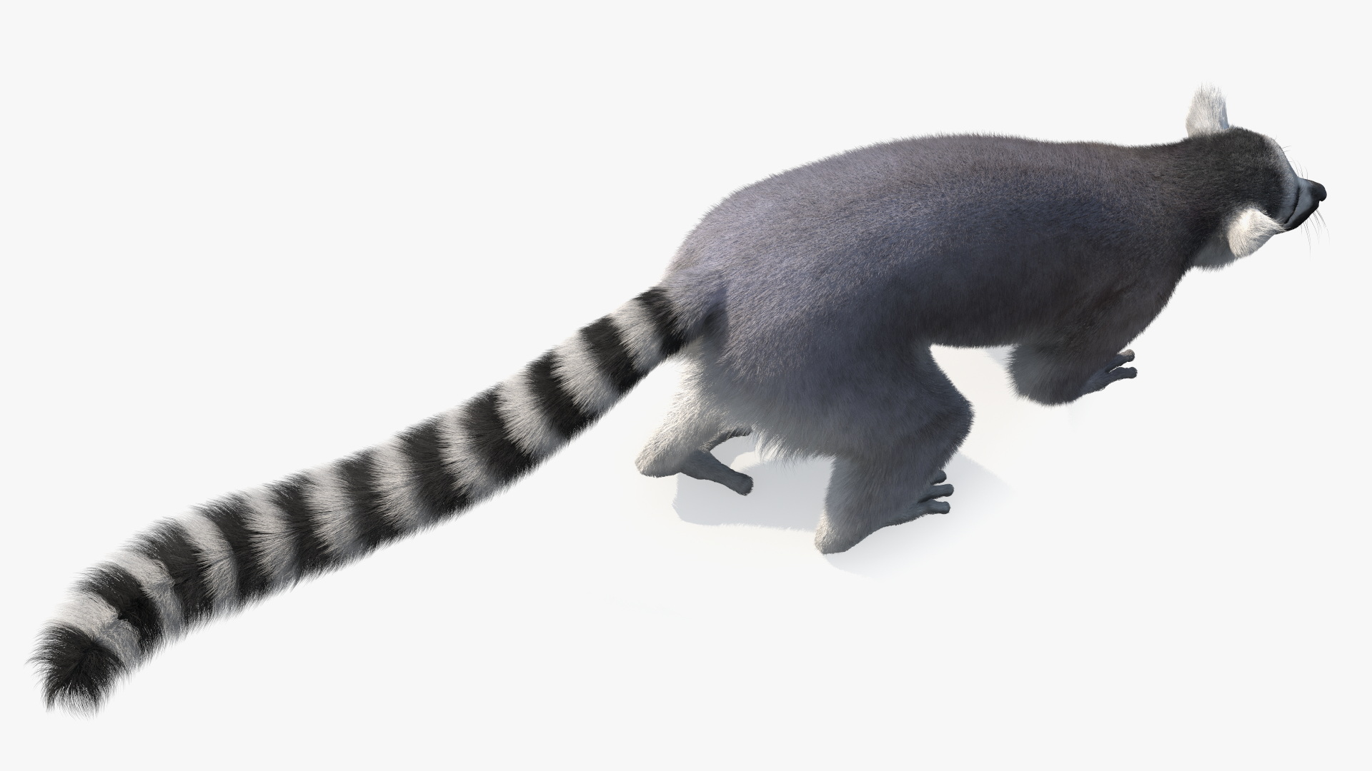 Grey Lemur Walking Fur 3D