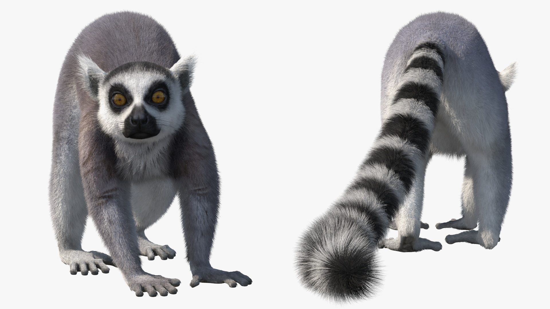 Grey Lemur Walking Fur 3D