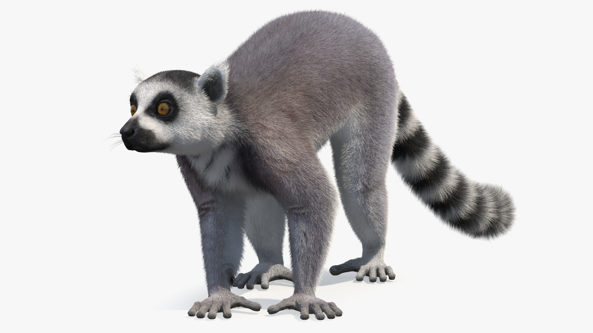 Grey Lemur Walking Fur 3D