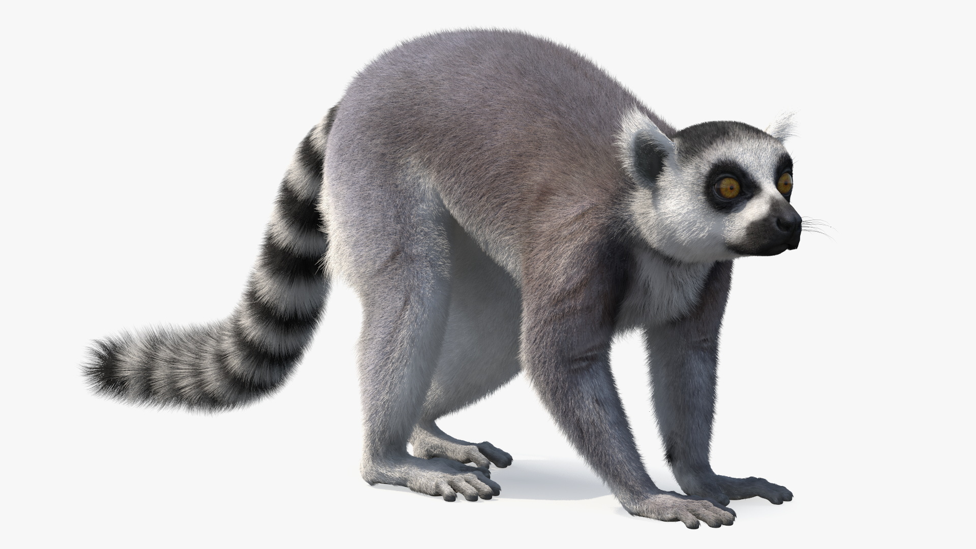 Grey Lemur Walking Fur 3D