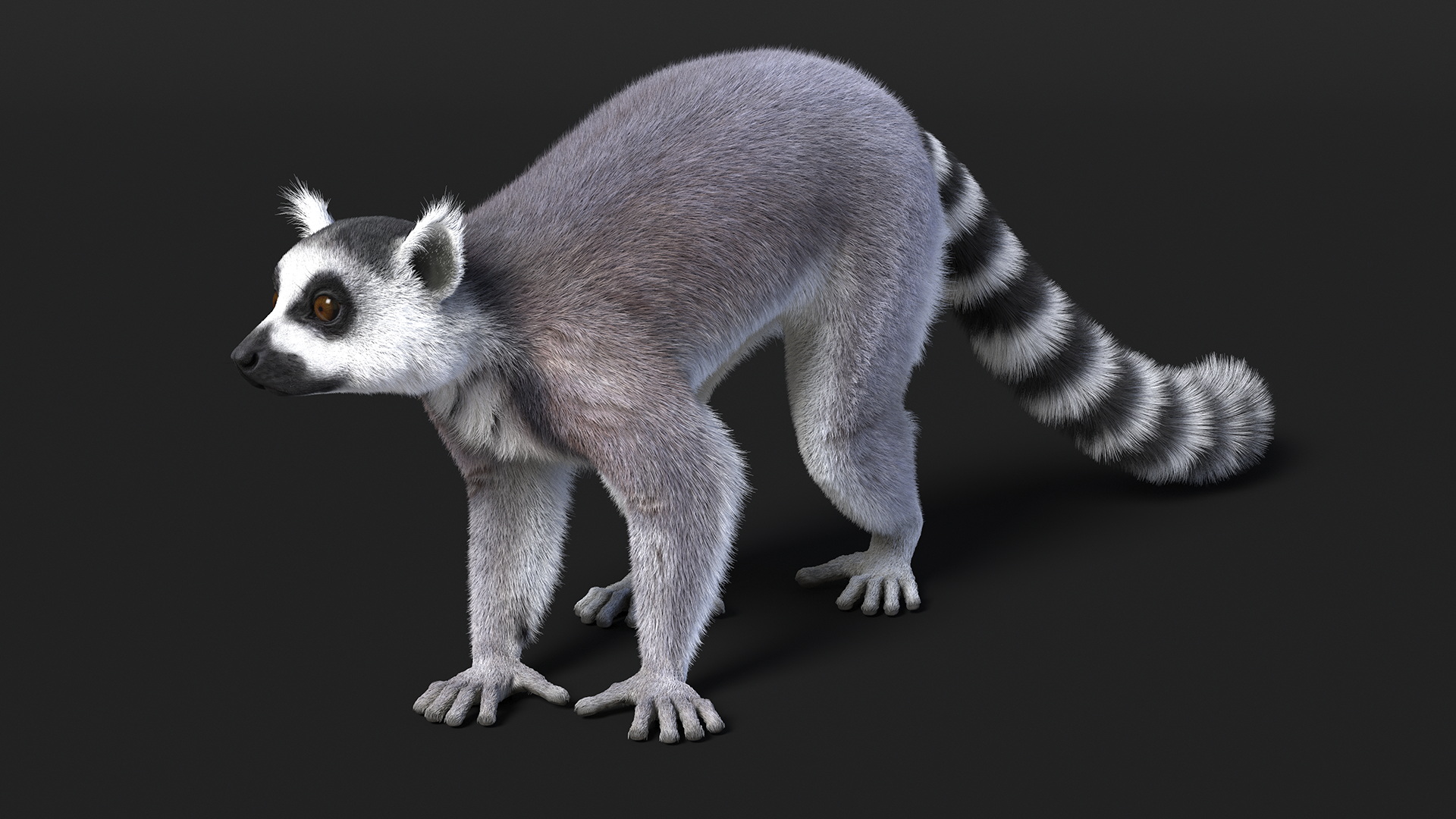 Grey Lemur Walking Fur 3D