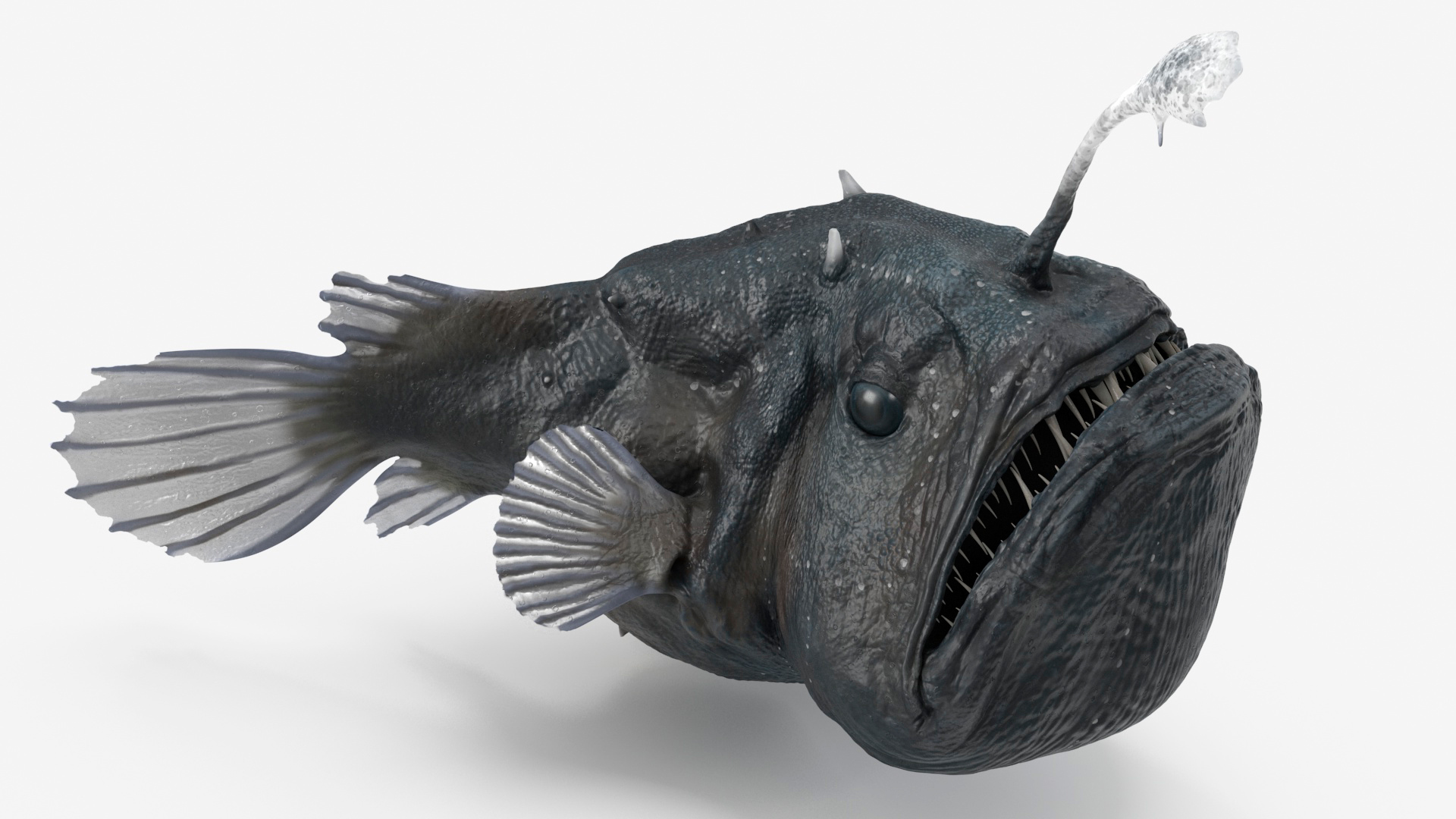 3D Anglerfish Rigged for Cinema 4D