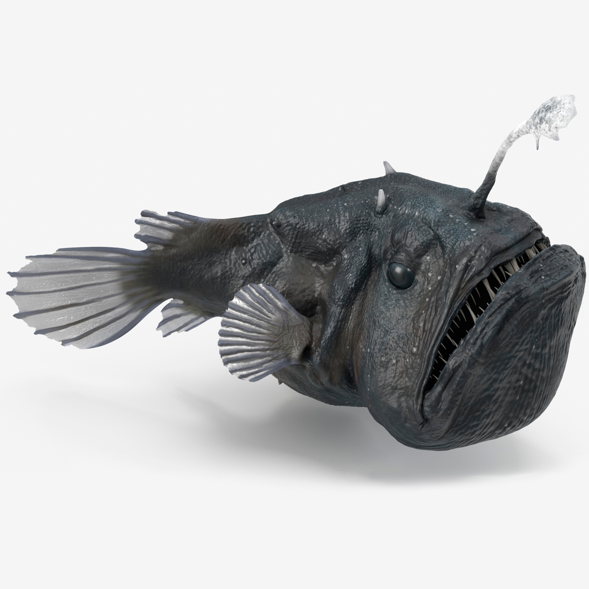 3D Anglerfish Rigged for Cinema 4D