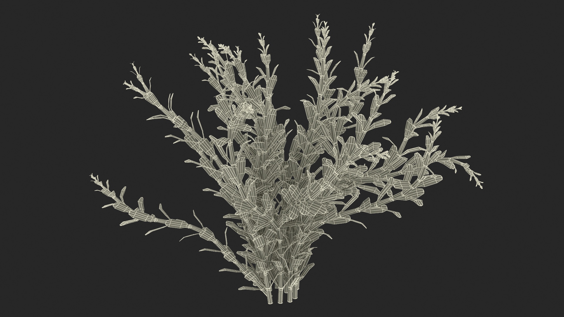 Rotala Aquatic Plant Orange 3D