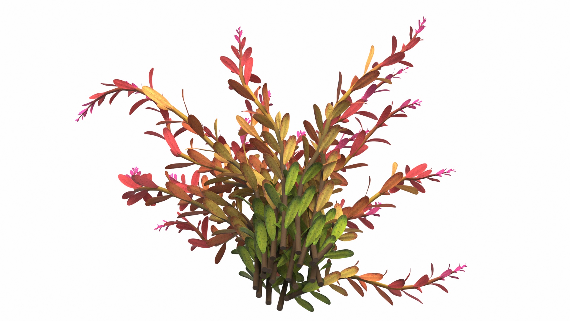 Rotala Aquatic Plant Orange 3D