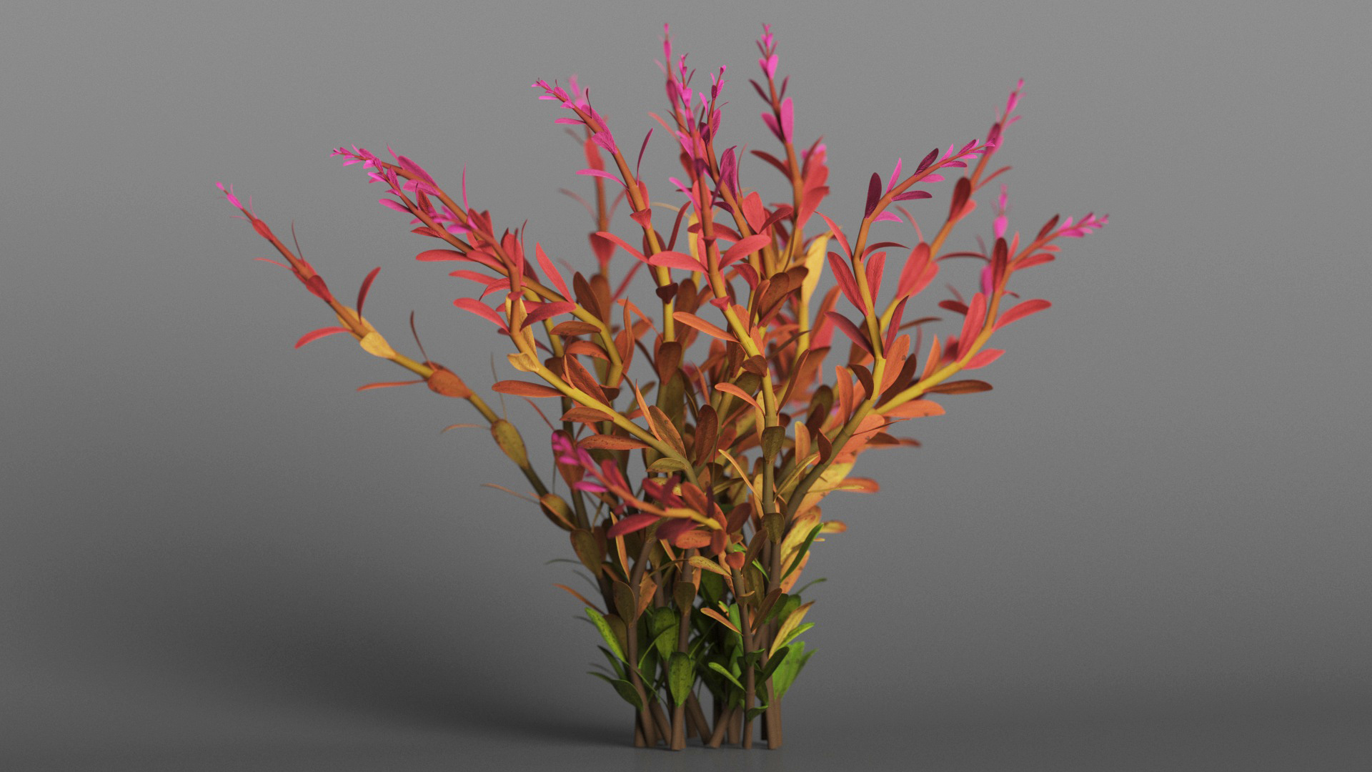 Rotala Aquatic Plant Orange 3D