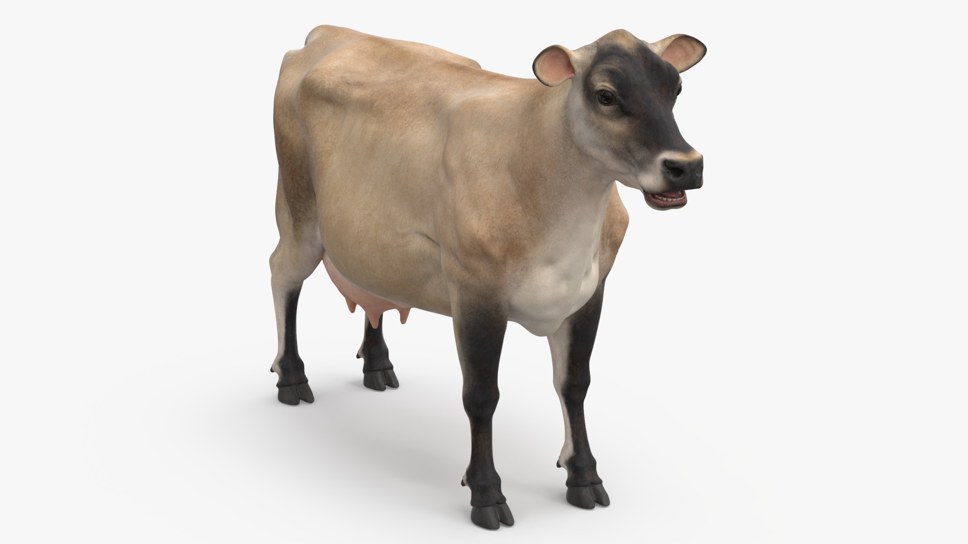 3D Jersey Dairy Cow