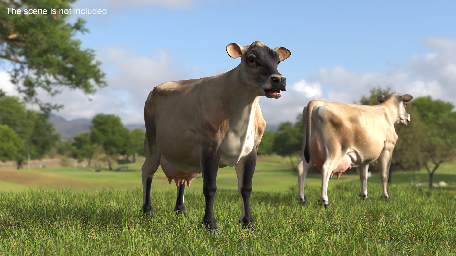 3D Jersey Dairy Cow