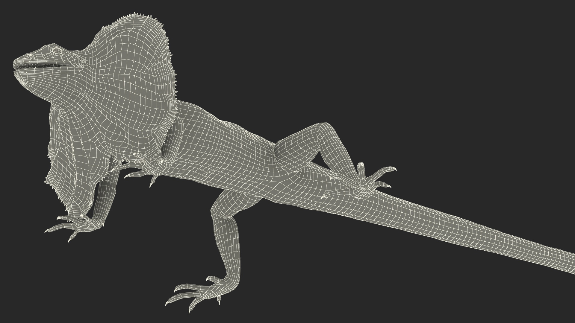 Frilled Lizard 3D model