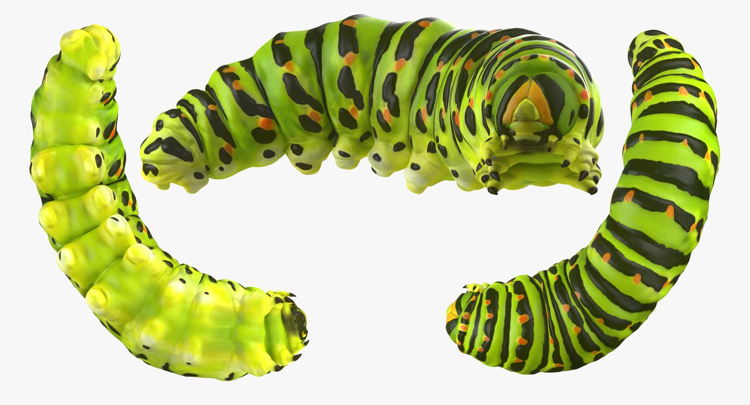 3D Caterpillar Pose 4 model