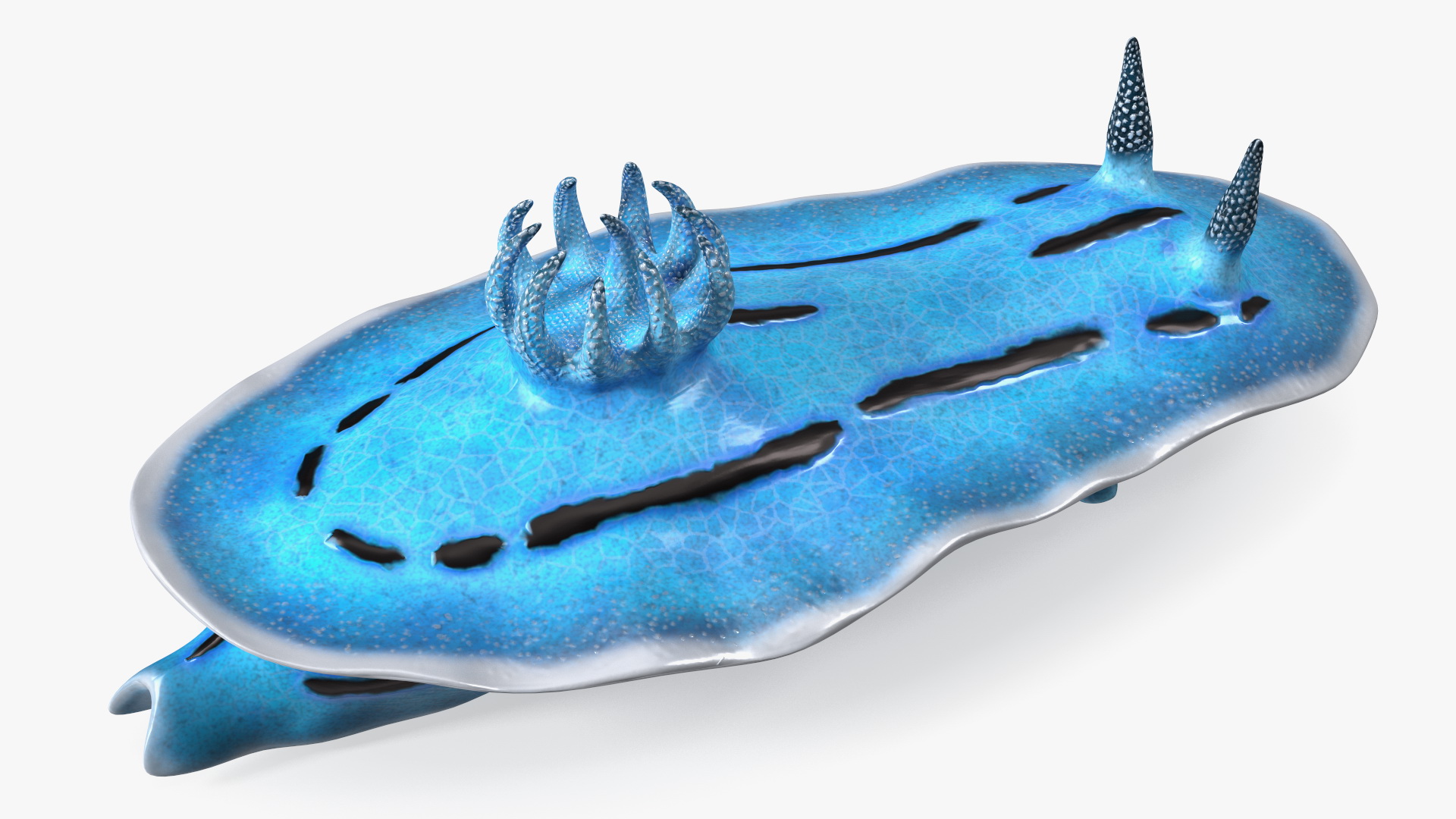 Nudibranchia Blue 3D