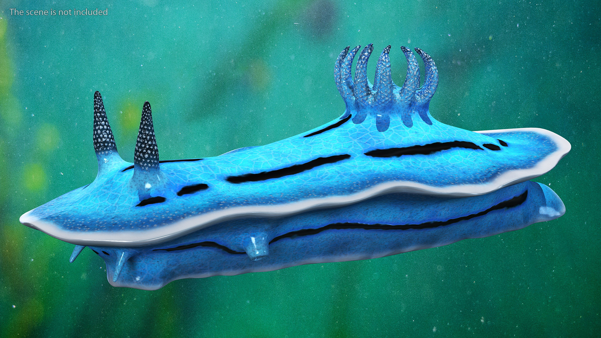 Nudibranchia Blue 3D