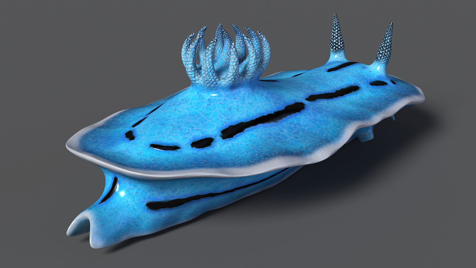 Nudibranchia Blue 3D